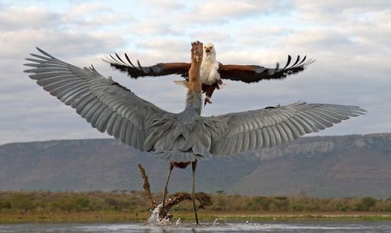 05-heron_eagle