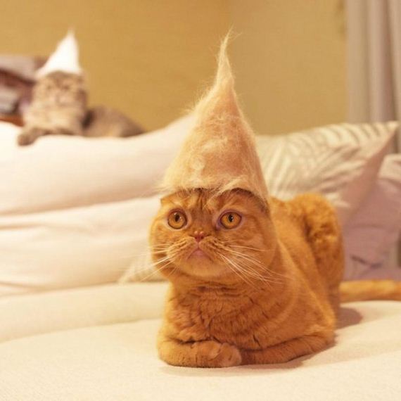 06-cats-in-hats-hair-from-own-backs