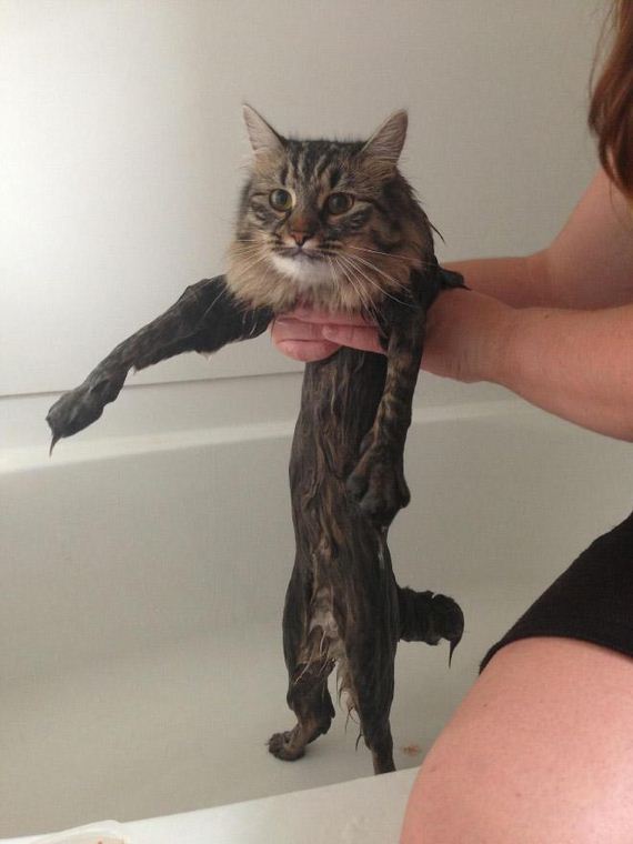 07-cats-hate-bath