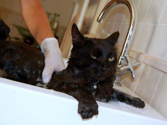 08-cats-hate-bath