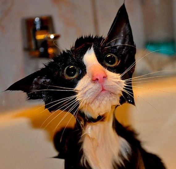 09-cats-hate-bath