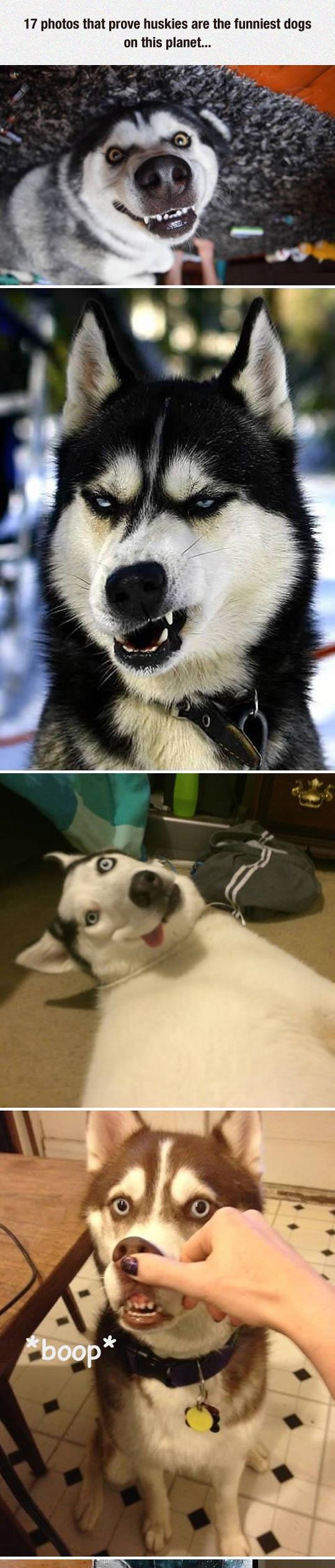 1-funny-husky-dog-siberian-faces