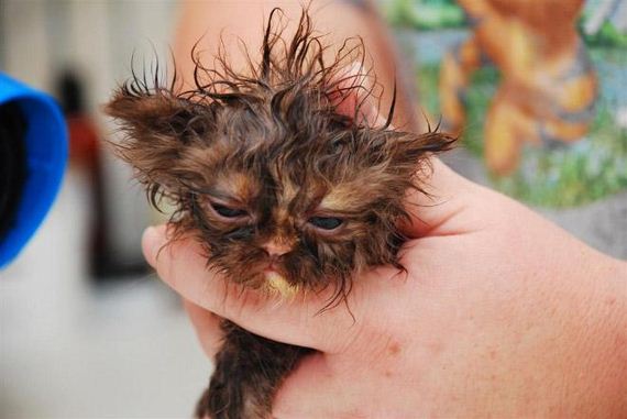 13-cats-hate-bath