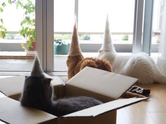 14-cats-in-hats-hair-from-own-backs