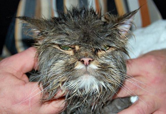 15-cats-hate-bath