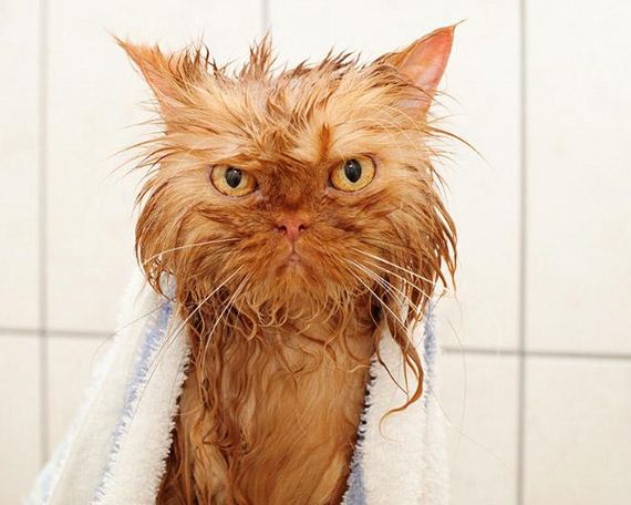 17-cats-hate-bath