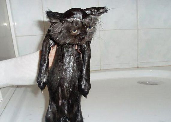 18-cats-hate-bath
