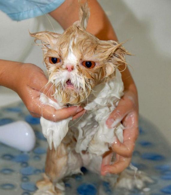 19-cats-hate-bath