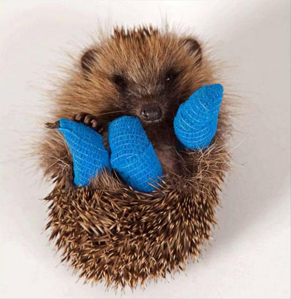 19-cute-animals-in-casts