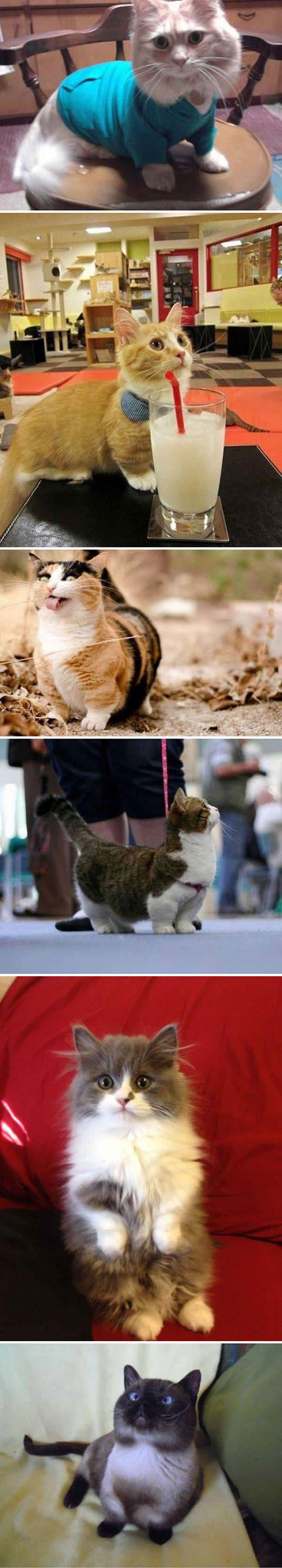 2-funny-cute-cats-short-legs