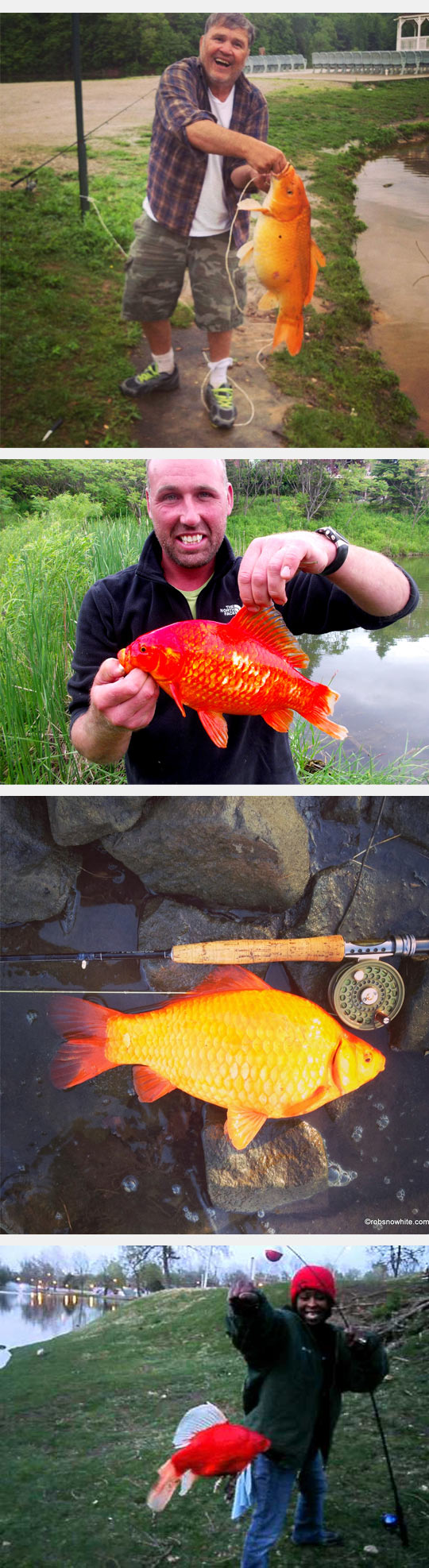 2funny-goldfish-fishing-lake-wood-kid