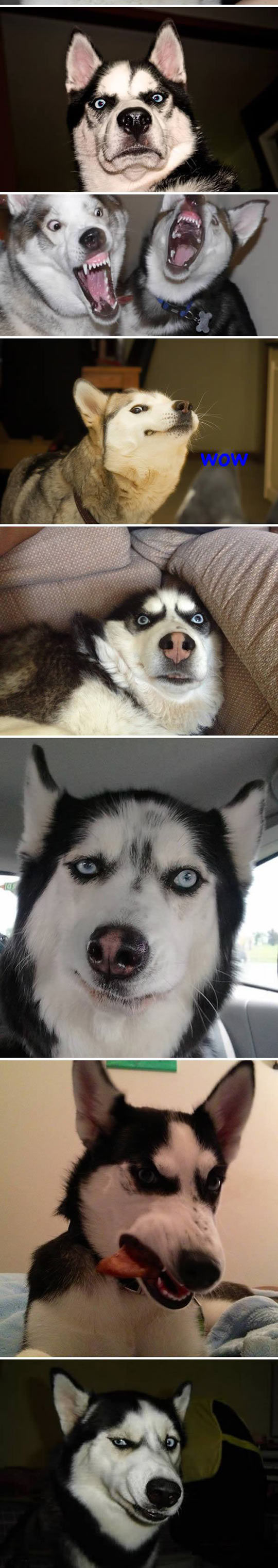 3-funny-husky-dog-siberian-faces-tongue