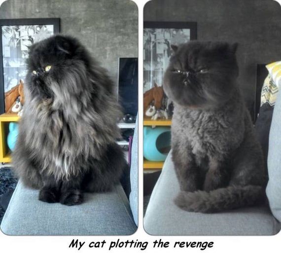 55-0funny-pictures-1348