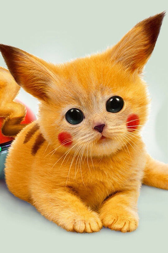 cool-pikachu-real-cat-face