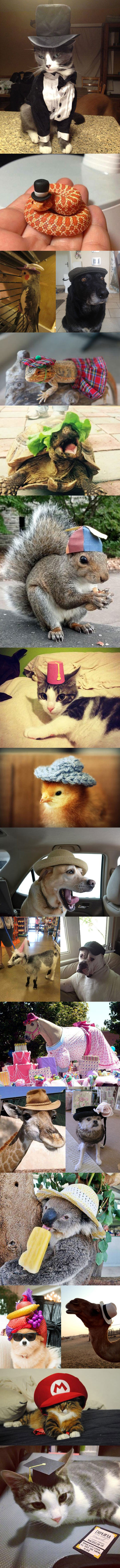 cool-animals-wearing-hats-cat