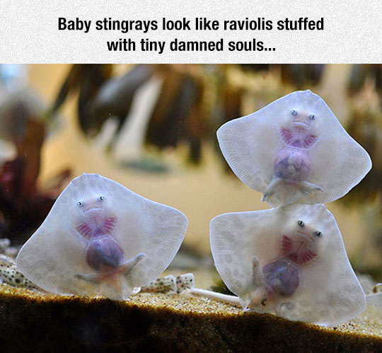 cool-baby-stingrays-under-water