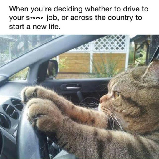 cool-cat-driving-car-taking-decision