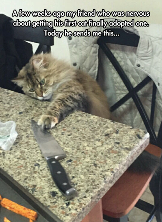 cool-cat-knife-kitchen-playing
