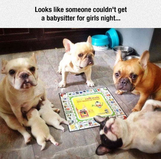 cool-dogs-playing-puppies-game