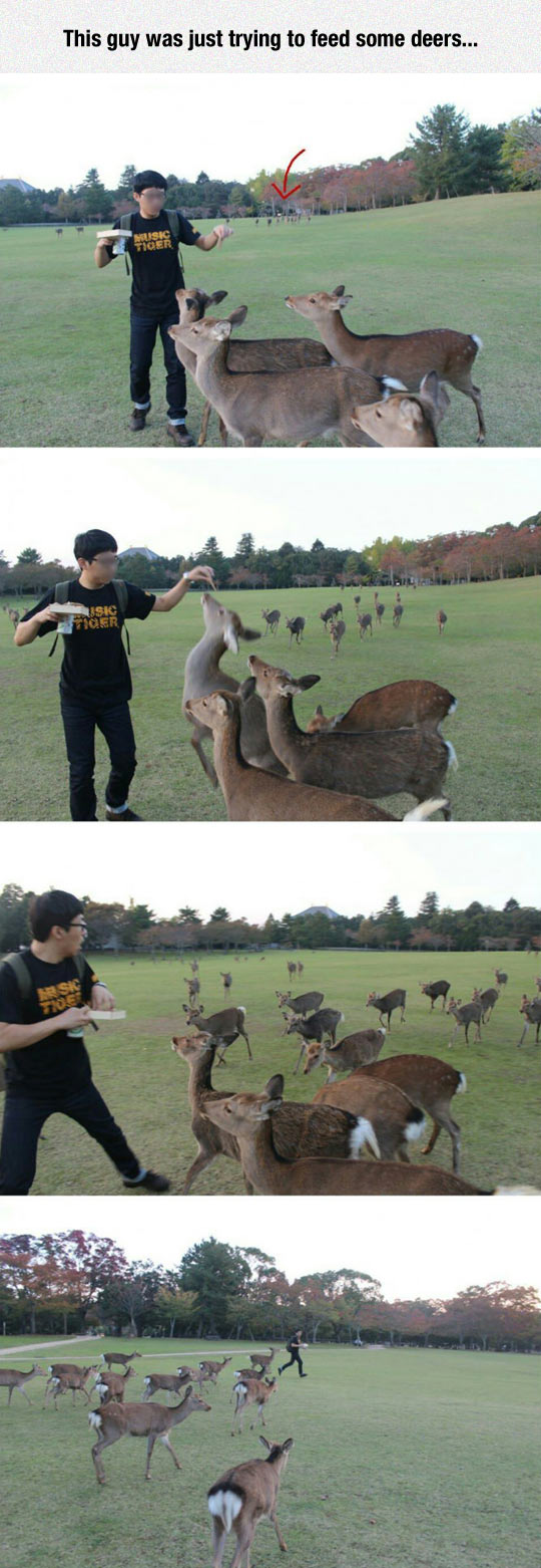 cool-guy-feeding-deer-attack