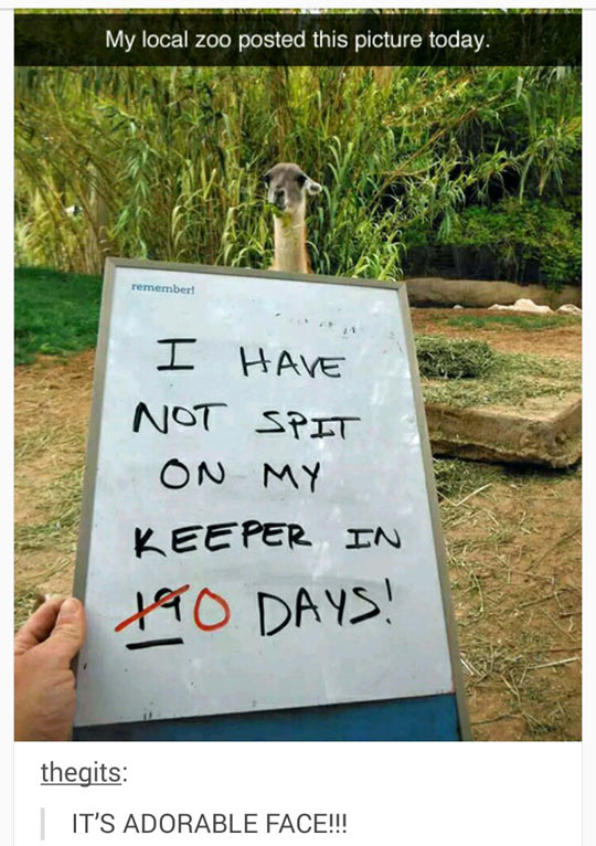 cool-sign-spit-llama-zoo-days
