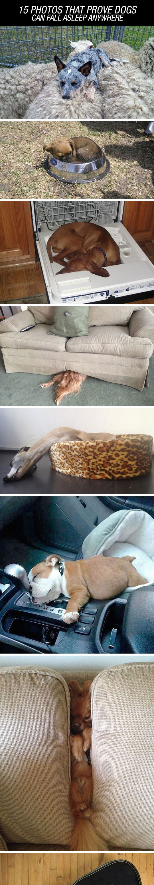 cute-dogs-sleeping-everywhere-awkward