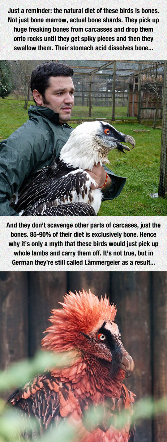 funny-bearded-vulture-birds-eat-bones