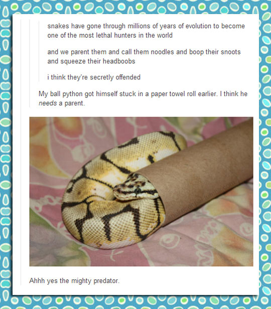 funny-ball-python-paper-roll