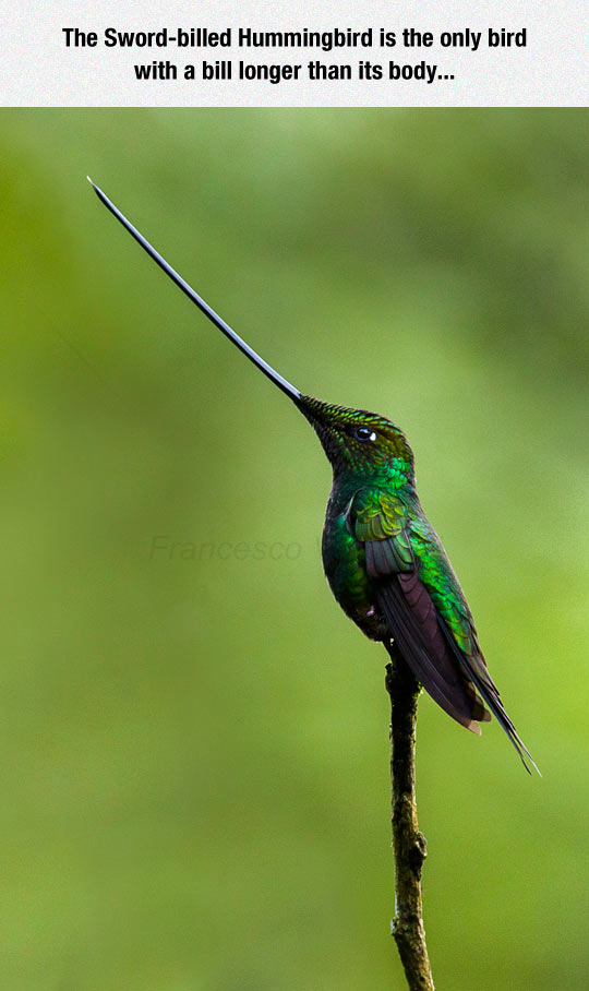 funny-bird-bill-longer-hummingbird