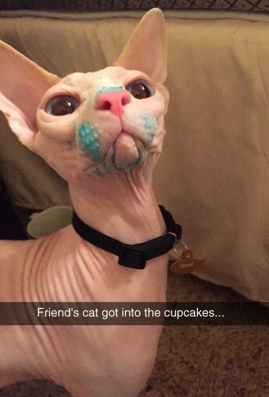 funny-cat-blue-face-cupcakes