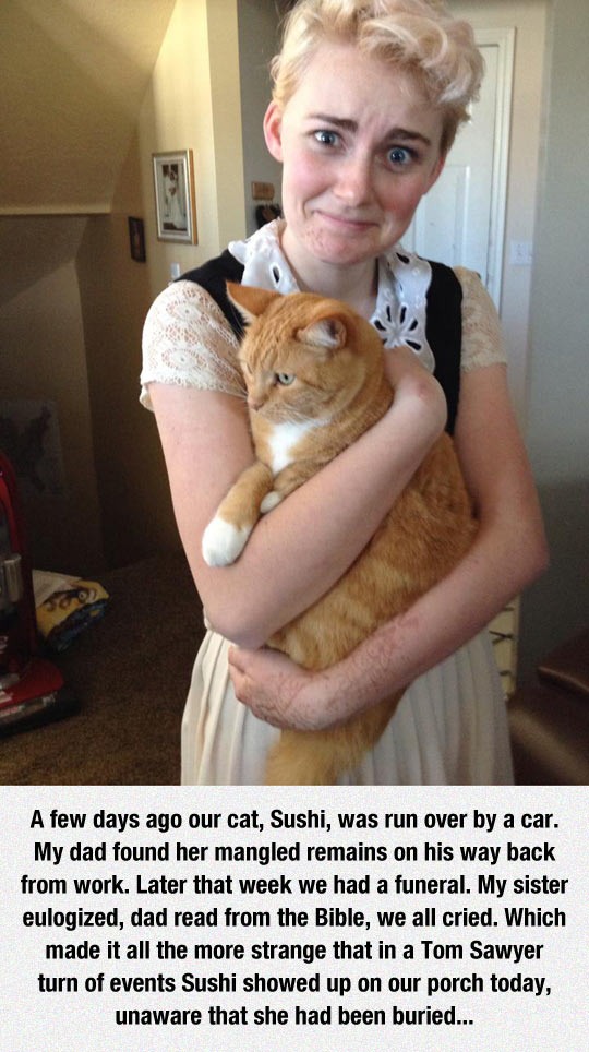 funny-cat-buried-shows-up