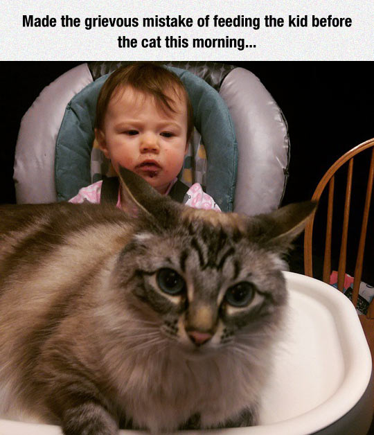 funny-cat-feeding-baby-first