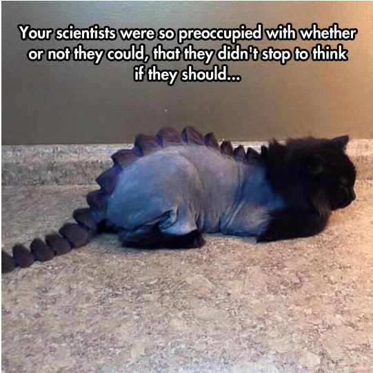 funny-cat-hairstyle-dinosaur-tail