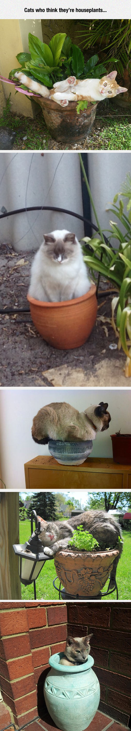 funny-cat-pot-plant-sitting