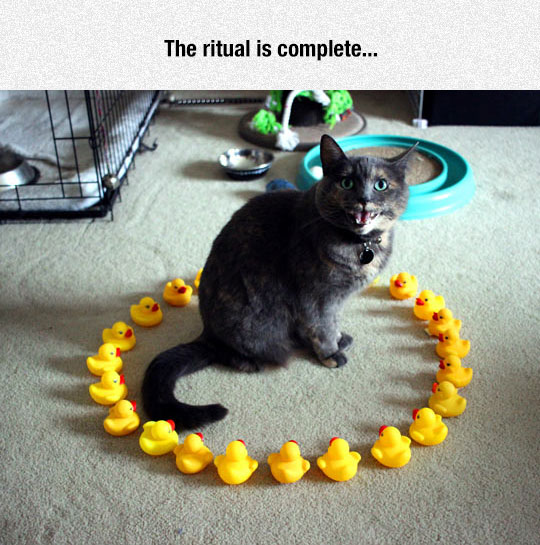 funny-cat-rubber-ducks