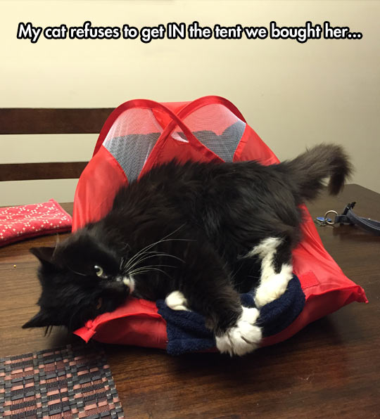 funny-cat-tent-sleeping-on