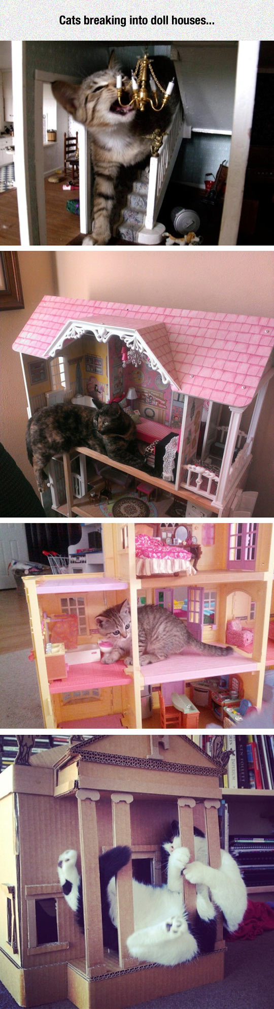 funny-cat-tiny-toy-house