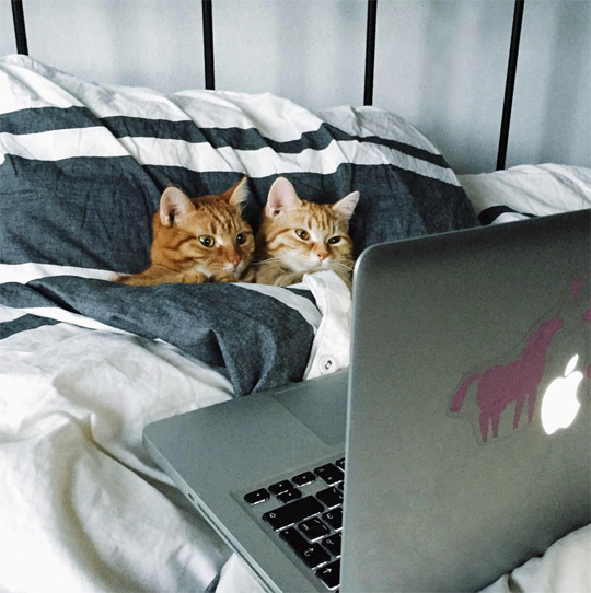 funny-cat-watching-laptop-bed