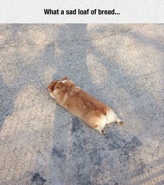 funny-corgi-dog-sleeping-bread