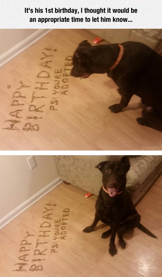 funny-dog-food-birthday-news-adopted