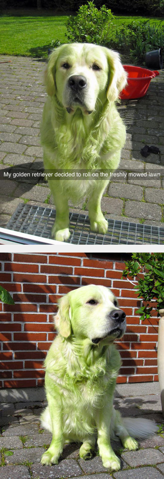 funny-dog-green-fur-mowed-lawn