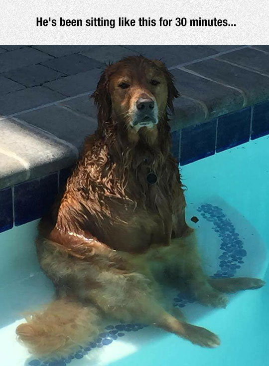 funny-dog-sitting-pool-wet