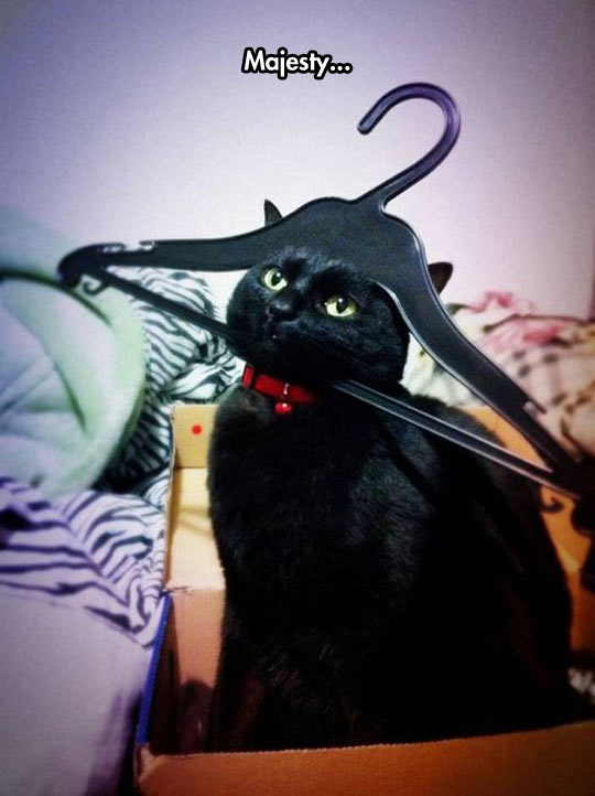 funny-hanger-cat-head-stuck