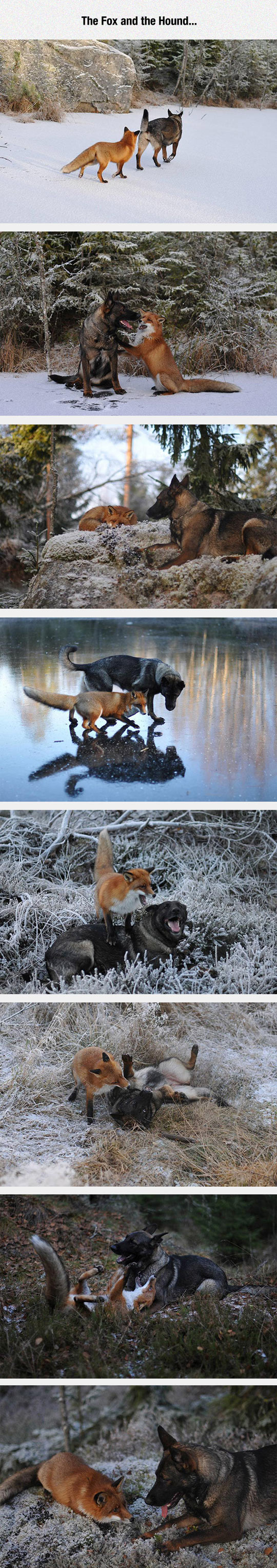 funny-hound-fox-snow-winter-friends