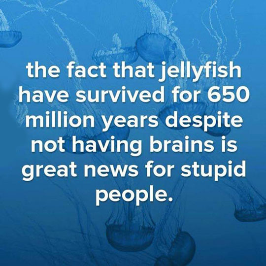 funny-jellyfish-brain-people