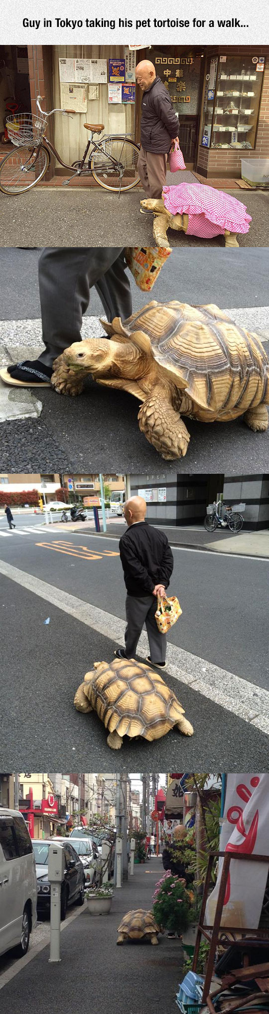 funny-man-tortoise-pet-walking