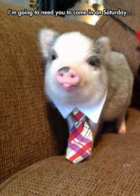 funny-pig-couch-tie-shirt