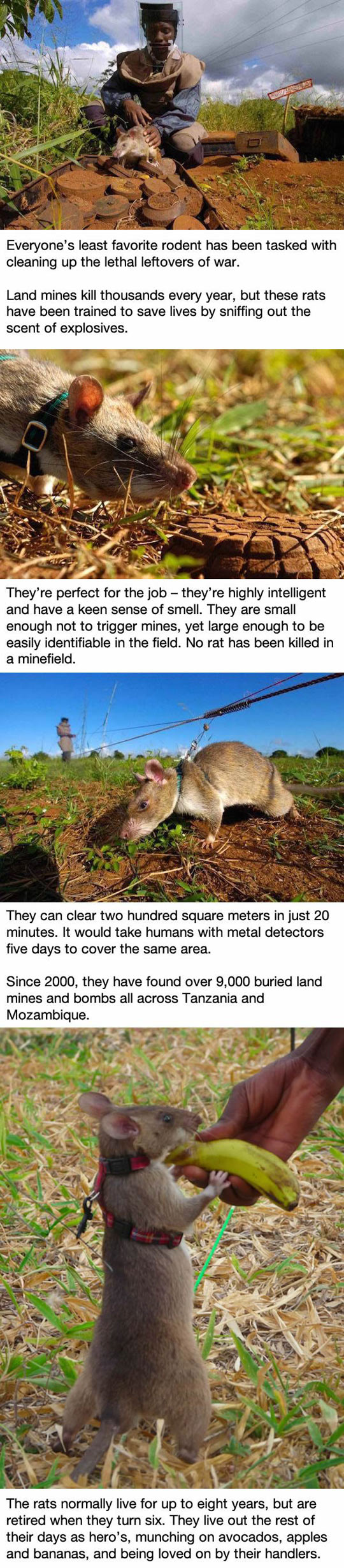 funny-rat-explosives-war-leftovers