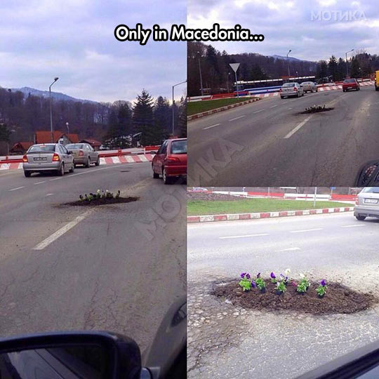 funny-road-street-pothole-flower