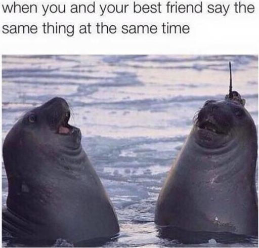 funny-seal-laugh-friend-same-thing